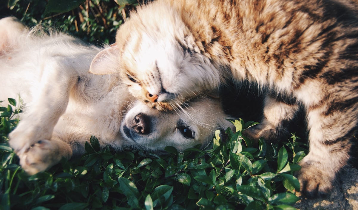 A dog and cat resting together in the grass